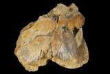 Unidentified Dinosaur Bone Section - Aguja Formation, Texas #116730-1